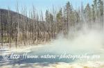 Yellowstone NP 16