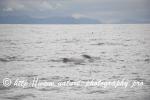 Norway - Lofoten - Whale series A1
