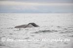 Norway - Lofoten - Whale series A7
