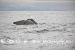 Norway - Lofoten - Whale series A8