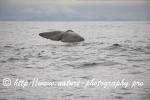 Norway - Lofoten - Whale series A9
