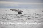 Norway - Lofoten - Whale series A10
