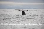 Norway - Lofoten - Whale series A11