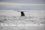 Norway - Lofoten - Whale series A12