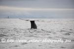Norway - Lofoten - Whale series A13