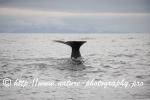 Norway - Lofoten - Whale series A14