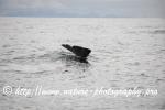 Norway - Lofoten - Whale series A15