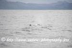 Norway - Lofoten - Whale series B1