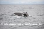 Norway - Lofoten - Whale series B7