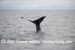 Norway - Lofoten - Whale series B12
