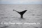 Norway - Lofoten - Whale series B13