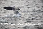 Norway - Lofoten - Whale series C2