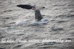Norway - Lofoten - Whale series C3