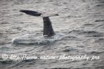 Norway - Lofoten - Whale series C4