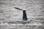 Norway - Lofoten - Whale series C5