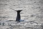 Norway - Lofoten - Whale series C6