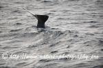 Norway - Lofoten - Whale series C8