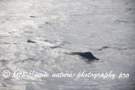 Norway - Lofoten - Whale series D2