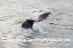 Norway - Lofoten - Whale series D7