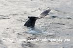 Norway - Lofoten - Whale series D8