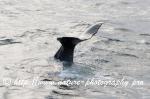 Norway - Lofoten - Whale series D9