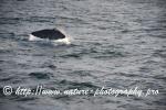 Norway - Lofoten - Whale series E2