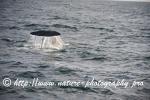 Norway - Lofoten - Whale series E4