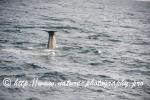 Norway - Lofoten - Whale series E5