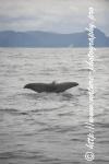 Norway - Lofoten - Whale series F3