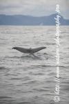 Norway - Lofoten - Whale series F4