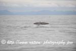 Norway - Lofoten - Whale series G2