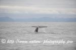 Norway - Lofoten - Whale series G4