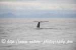 Norway - Lofoten - Whale series G5
