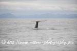 Norway - Lofoten - Whale series G6