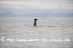 Norway - Lofoten - Whale series G7