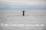 Norway - Lofoten - Whale series G8
