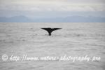 Norway - Lofoten - Whale series G11