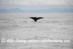 Norway - Lofoten - Whale series G12