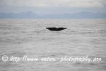 Norway - Lofoten - Whale series G14