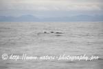 Norway - Lofoten - Whale series G15