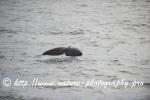 Norway - Lofoten - Whale series H4