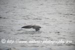 Norway - Lofoten - Whale series H5