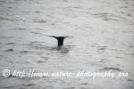 Norway - Lofoten - Whale series H8