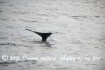 Norway - Lofoten - Whale series H10