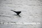 Norway - Lofoten - Whale series H11