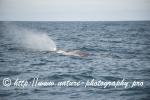 Norway - Lofoten - Whale series I1