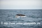 Norway - Lofoten - Whale series I3