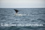 Norway - Lofoten - Whale series I6