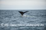 Norway - Lofoten - Whale series I8