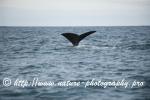 Norway - Lofoten - Whale series I9